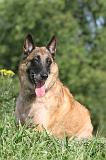 MALINOIS 388